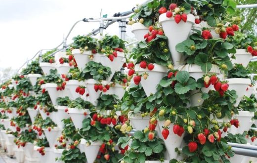 Дизайн для выращивания ягод
