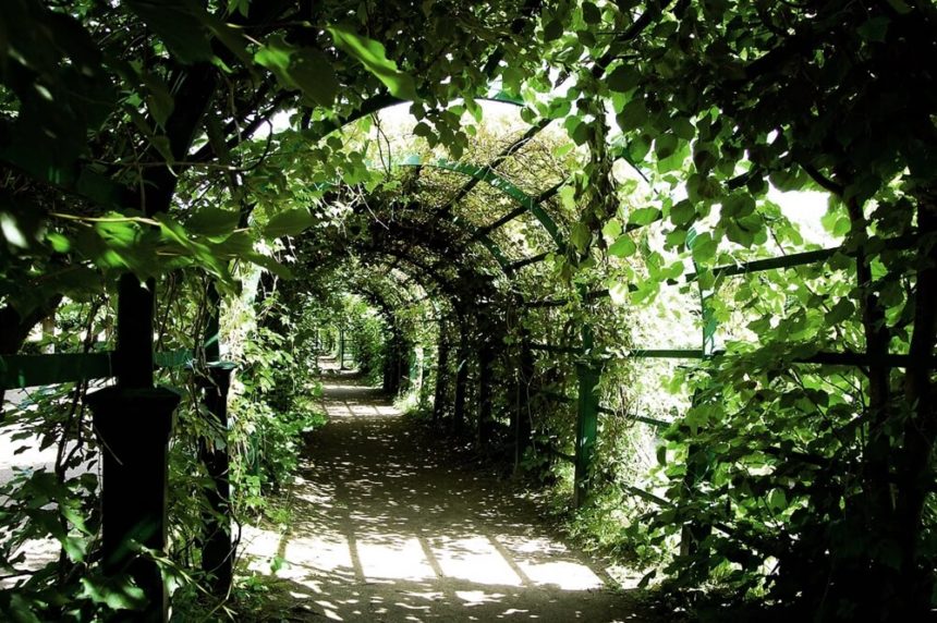 Деревянная пергола для цветов — зеленый туннель
