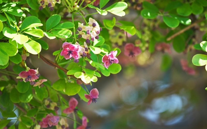 Цветущие многолетние лианы для сада — акебия