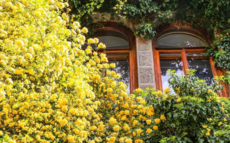 Цветущие многолетние лианы для сада — Роза Бэнкс